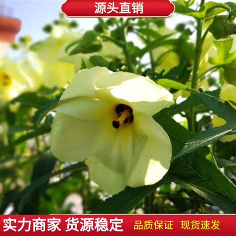 家裡種芙蓉|【家庭有菜】芙蓉種子天然或人工育苗，以及賺取外快的方法